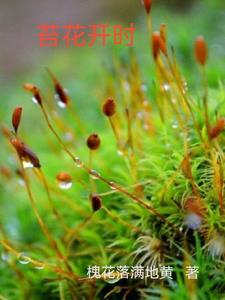 苔花是什么意思